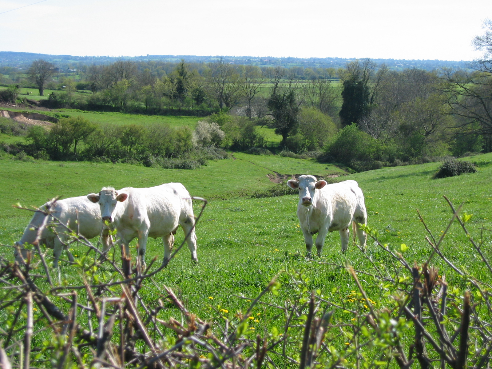 photographie de nos vaches