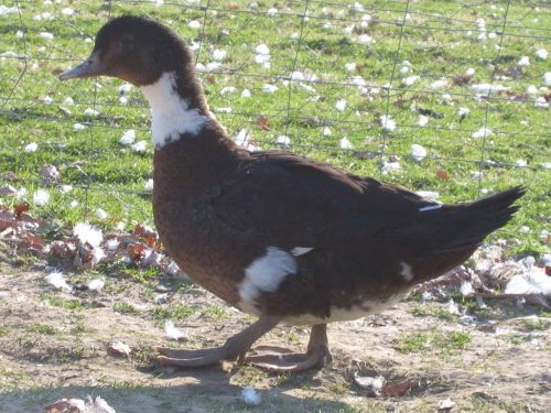 Canard