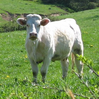 Vache